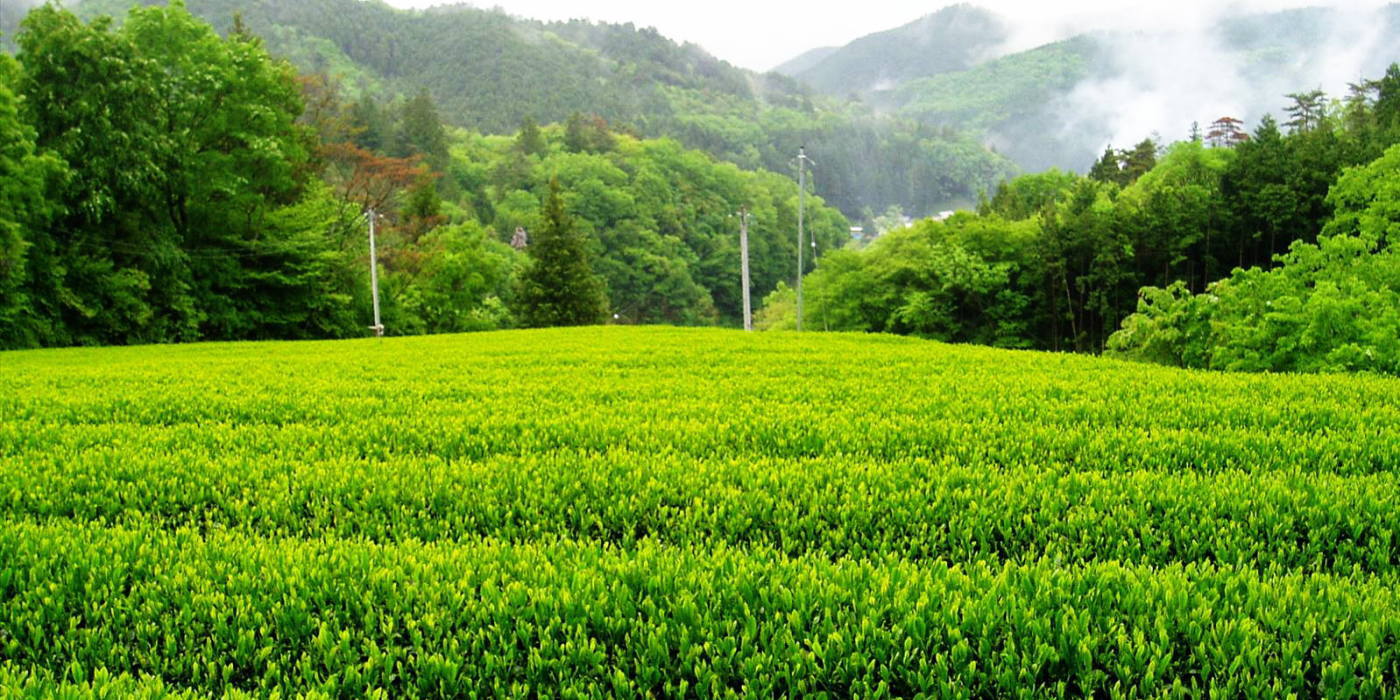 水出し緑茶(ティ－バック）