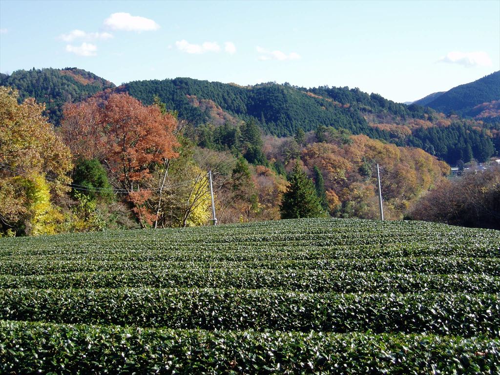 秋の茶園