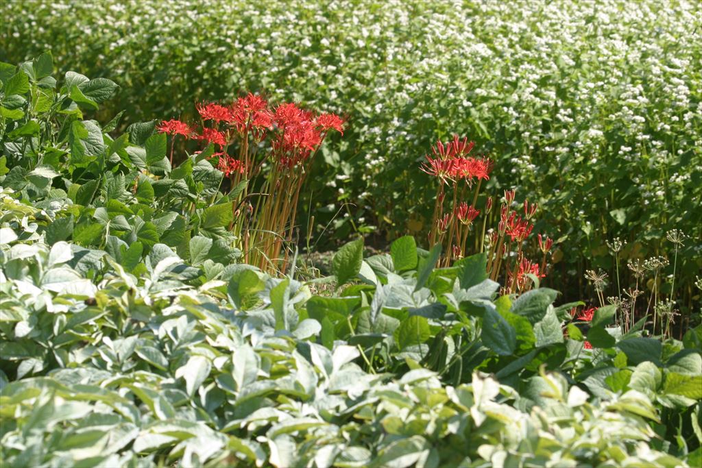 夏の茶園