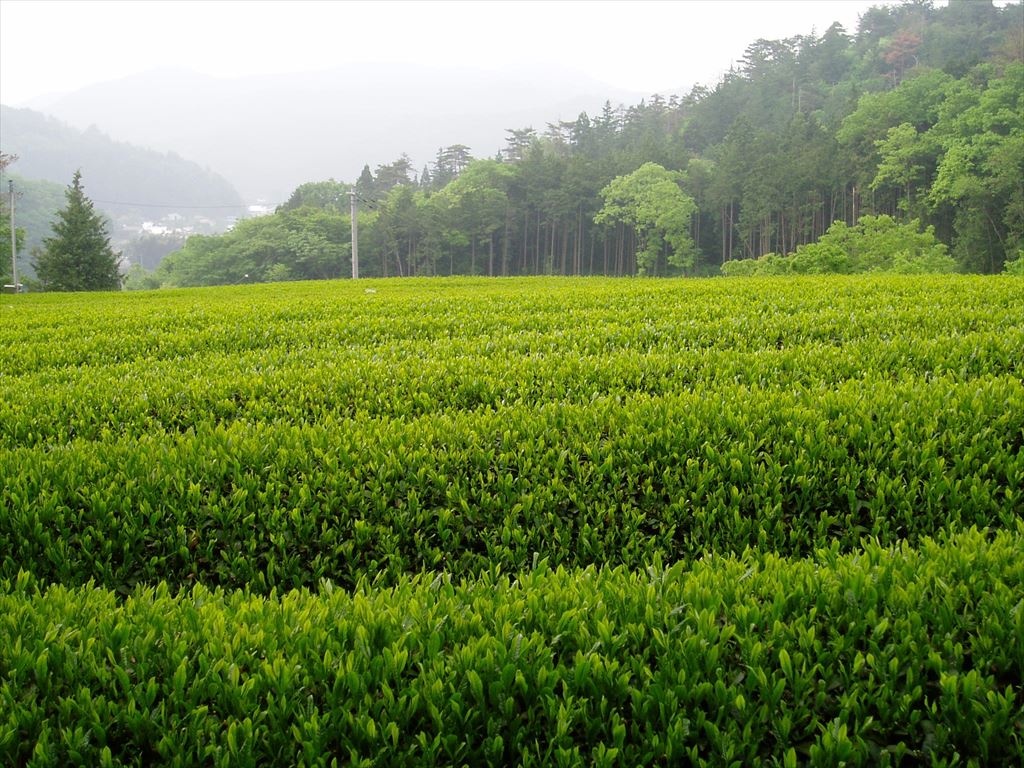 春の茶園